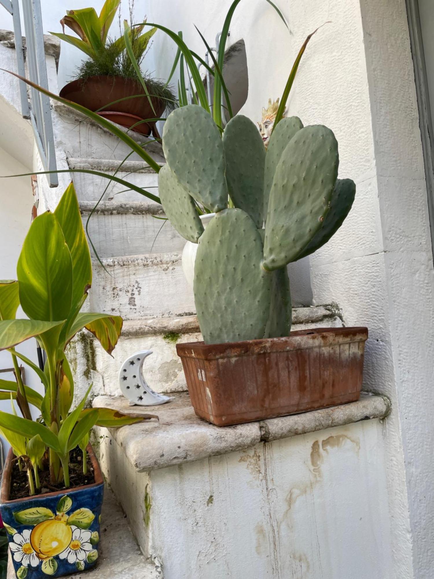 Bed and Breakfast Palazzo Siena De Facendis Bitonto Exterior foto